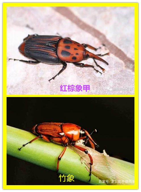 210308經(jīng)營養(yǎng)殖“竹蟲”“東亞飛蝗”不可取！ (1).jpg