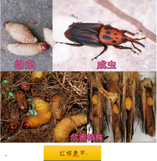 210308經(jīng)營養(yǎng)殖“竹蟲”“東亞飛蝗”不可取！ (2).jpg