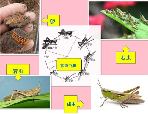 210308經(jīng)營養(yǎng)殖“竹蟲”“東亞飛蝗”不可取！ (4).jpg