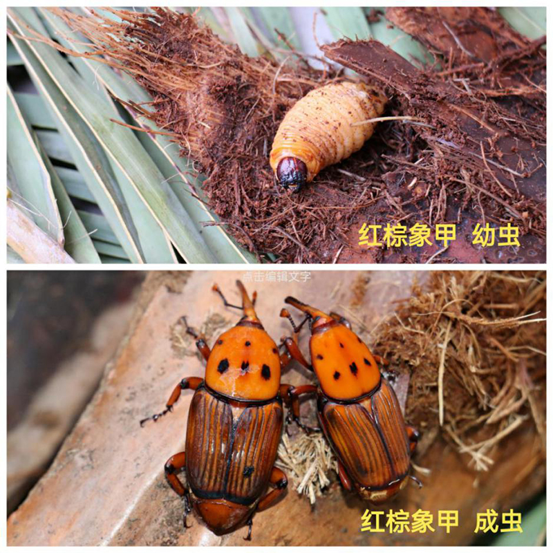 220618經(jīng)營養(yǎng)殖“竹蟲”不可取！ (1).jpg