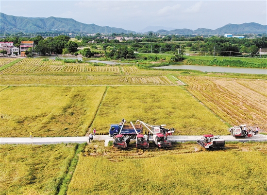 截至7月7日，全市搶收面積已超過早造播種計劃的一半。圖為開平市赤水鎮(zhèn)沙洲村農(nóng)民在搶收夏糧。