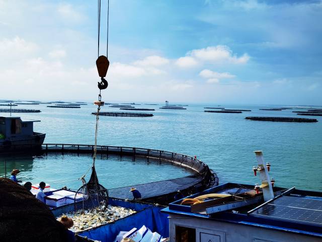 湛江充分利用海洋資源，在海上建成網(wǎng)箱養(yǎng)魚場(chǎng)。