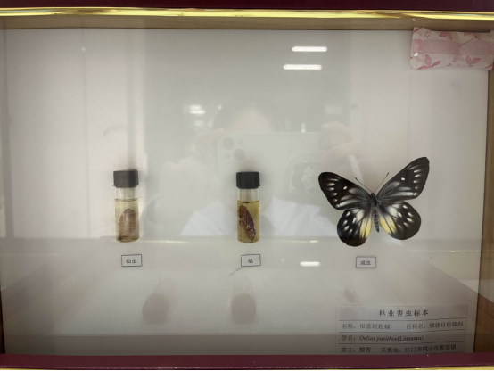 230608預(yù)防“不冒煙的森林火災(zāi)”和隱藏在美麗外表下的危害 (1).png