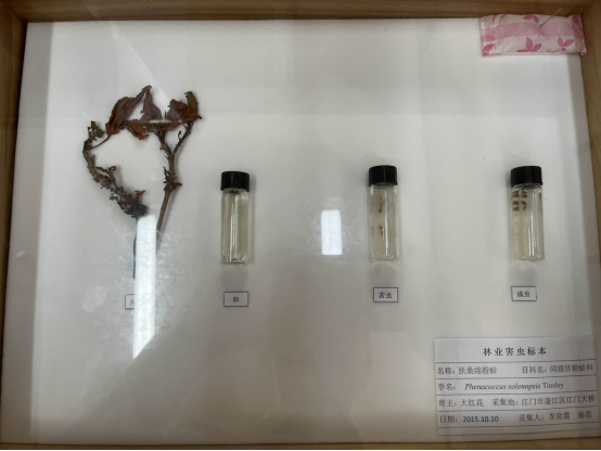 230608預(yù)防“不冒煙的森林火災(zāi)”和隱藏在美麗外表下的危害 (3).png
