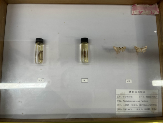 230608預(yù)防“不冒煙的森林火災(zāi)”和隱藏在美麗外表下的危害 (4).png