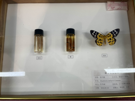 230608預(yù)防“不冒煙的森林火災(zāi)”和隱藏在美麗外表下的危害 (5).png
