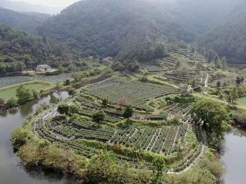 230703江門鶴山——點葉成“金”托起致富路項目入選全省自然資源領(lǐng)域生態(tài)產(chǎn)品價值實現(xiàn)典型案例 (2).jpg
