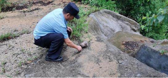 230707廣東江門古兜山省級自然保護區(qū)救助國家二級保護野生動物--領(lǐng)角鸮 (2).png