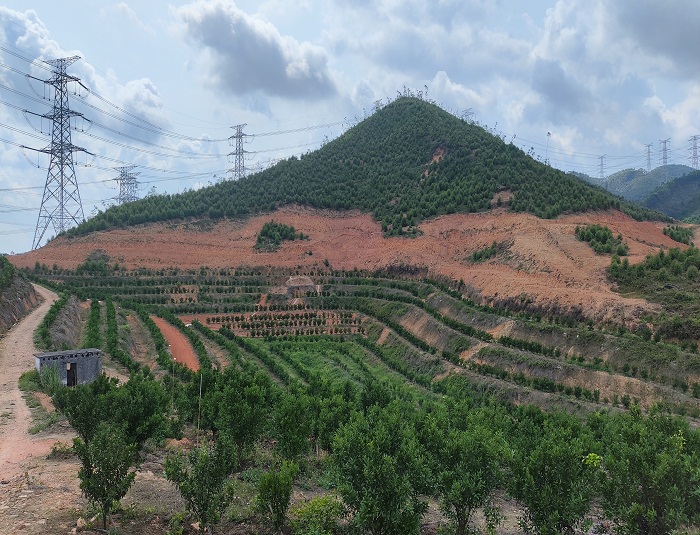 新會(huì)柑上山(1).jpg