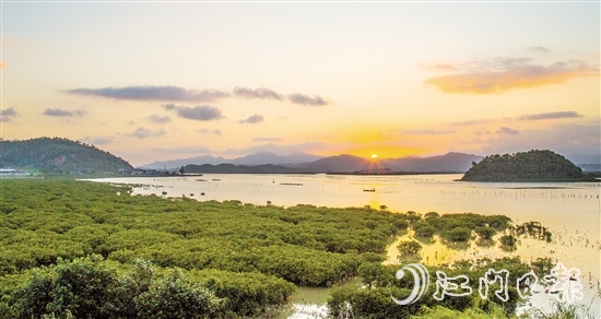 珠三角連片面積最大的紅樹林——恩平市鎮(zhèn)海灣紅樹林，面積約373.33公頃（5600畝）。