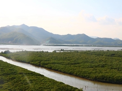 250108再創(chuàng)佳績！江門3處紅樹林濕地入選省級重要濕地 (2).jpg