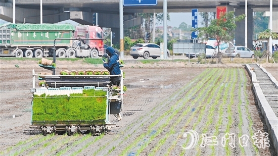 隨著機(jī)器開動(dòng)，秧苗按照設(shè)定好的間距和深度被整齊地插進(jìn)田間。