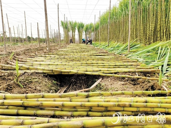 橋美村種植黃皮果蔗已有150多年歷史。