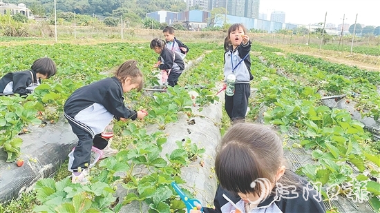 每逢周末，不少孩子來到臺城街道桂水村的小鮮農(nóng)場體驗采摘果蔬的樂趣。